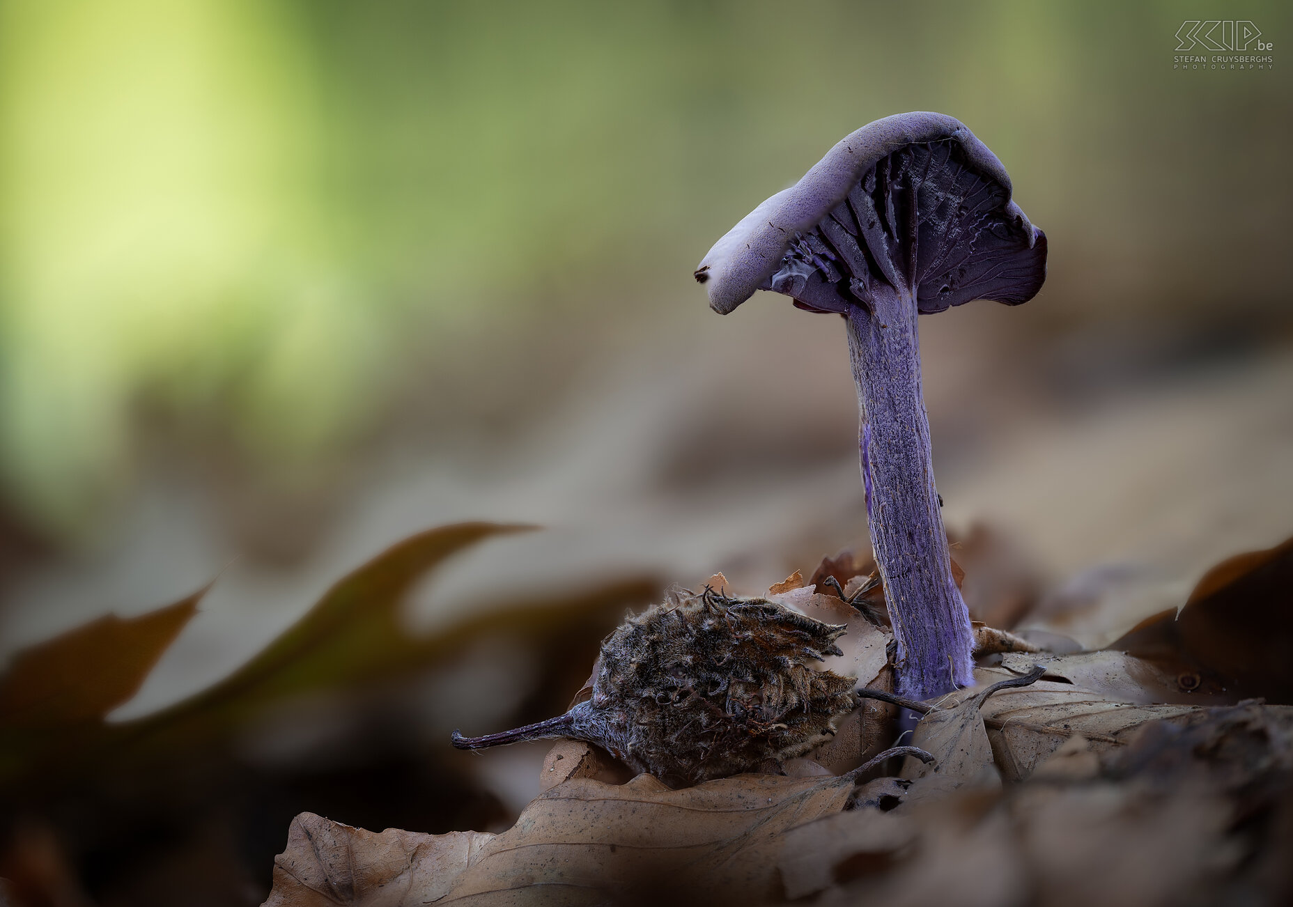 Paddenstoelen - Amethistzwam Deze herfst duiken er weer zeer veel prachtige paddenstoelen en zwammen op in onze bossen en tuinen Stefan Cruysberghs